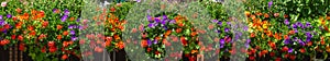 Traditional flowered balcony at the Alps and Dolomites. Colorful flowers on balcony. Summer time. Mix of flowers and colors