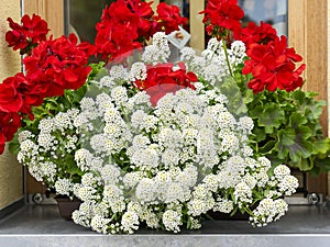 Traditional flowered balcony at the Alps and Dolomites. Colorful flowers on balcony. Summer time. Mix of flowers and colors