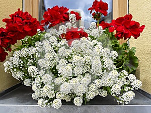 Traditional flowered balcony at the Alps and Dolomites. Colorful flowers on balcony. Summer time. Mix of flowers and colors