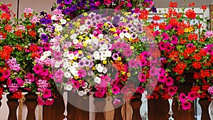 Traditional flowered balcony at the Alps and Dolomites. Colorful flowers on balcony. Summer time. Mix of flowers and colors