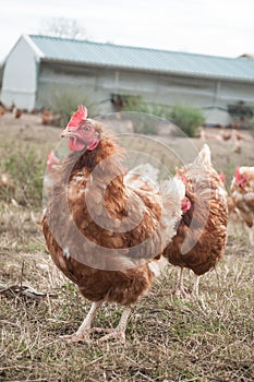 Traditional free range poultry farming