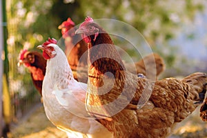 Traditional free range poultry farming photo