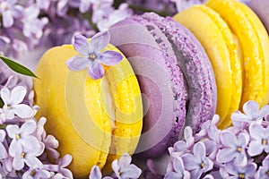 Traditional french macaroons