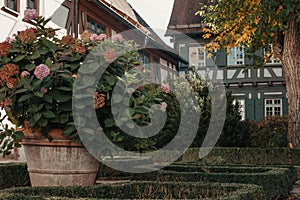 Traditional German Houses with nice garden in fall. Flowers in the City Park of Bietigheim-Bissingen, Baden-Wuerttemberg