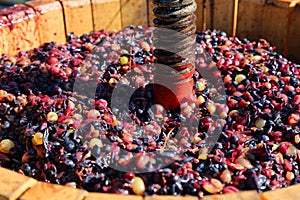 Traditional grape juicer - crushed black grapes