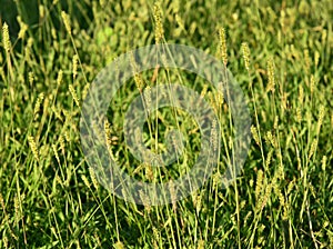 Traditional grass flowers around a crops field