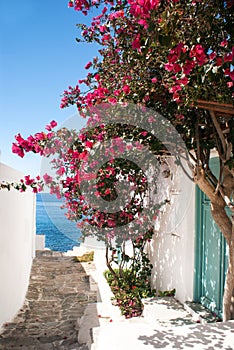 Traditional greek alley on Sifnos island