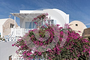 Traditional greek architecture and pink flowers in the town of Oia