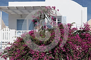 Traditional greek architecture and pink flowers in the town of Oia