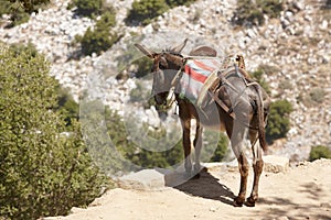 Traditional greek donkey. Rural mode of transportation. Crete. G