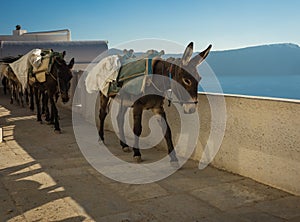 Traditional Greek donkeys in Oia on Santorini island in Greece