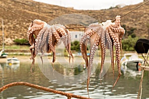 Traditional greek food Octopus drying in the sun