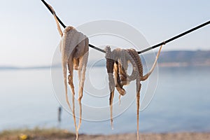 Traditional greek sea food - dry octopus. Greece