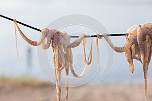 Traditional greek sea food - dry octopus. Greece