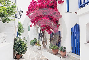 Traditional greek street with flowers in Paros island, Cyclades, Greece