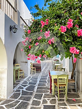 Traditional greek tavern cafe restaurant under a beautiful flower tree, cycladic islands, table and chairs in Greece