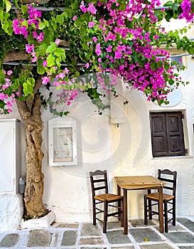 Traditional greek tavern cafe restaurant under a beautiful flower tree, cycladic islands, village serifos table and chairs in