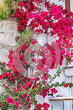 Traditional Greek village with bougainvillea flowers on Milos island