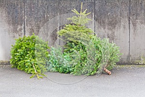 Traditional green christmas trees firs on street at xmas season