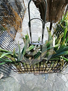 CalÃÂ§ots