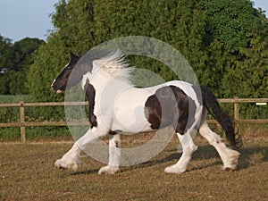 Traditional Gypsy Cob