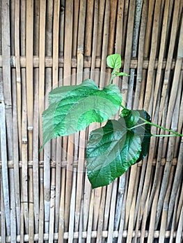 leaf and Traditional handcraft woven bamboo texture