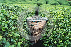 Traditional harvesting wicker conical basket on rows of Turkish black tea plantations in Cayeli area Rize province