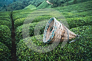 Traditional harvesting wicker conical basket on rows of Turkish black tea plantations in Cayeli area Rize province