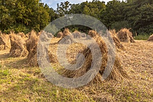 Traditional Haystack of buckwheat