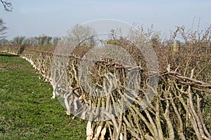 Traditional hedge laying in England