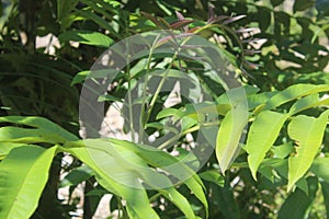 The traditional herbal, it is called Sungkai Leaves