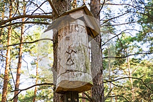 Traditional hive, a chamber hollowed out for bee breeding purposes, inside a tree trunk