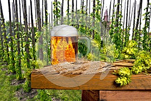 Traditional hop garden with beer glass