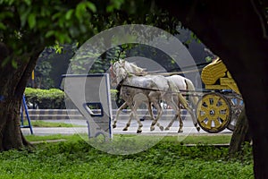 Traditional horse cart also known as Tanga or Rickshaw or chariot Kolkata, West Bengal, India