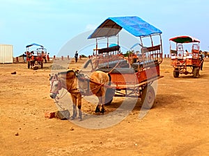 Traditional Horse cart at Table land in Panchgani