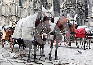 Traditional horse coach