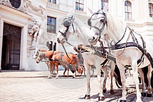 Traditional horse coach Fiaker in Vienna Austria