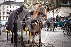 Traditional horse coach Fiaker in Vienna Austria