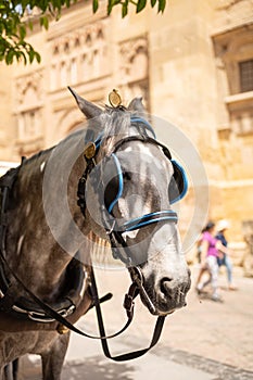 Traditional horse-drawn carriage in Codoba Spain