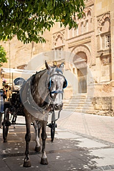 Traditional horse-drawn carriage in Codoba Spain