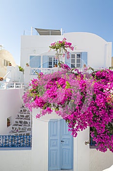 Traditional house with bougainvillea in Oia village, Santorini island