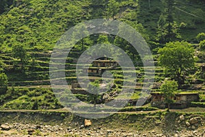 Traditional Houses on the Green Forest Rocks in Pakistani Mountains