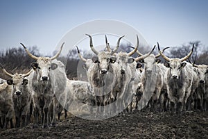 Traditional Hungarian gray beef, cattle horde