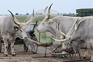 Traditional Hungarian Grey Steer