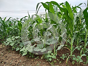 Traditional Intercropping Practice of Maize, Pumpkin, and Amaranth; Multi cropping;