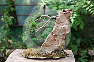 Traditional Japanese bonsai cypress tree with crooked trunk on a rock in plant nursery