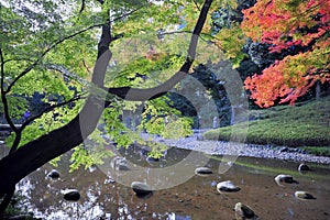 Traditional japanese garden with maple trees, pond and stones. Zen philosophy. Relax and meditation.