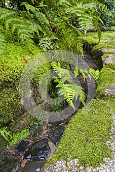 Traditional japanese garden water channel with Asplenium ruprechtii