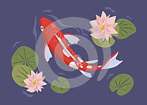 Traditional Japanese koi fish swimming in decorative pond of Asian water garden. Peaceful ornamental Chinese carp among