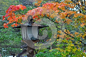 Traditional japanese lantern in rainy autumn